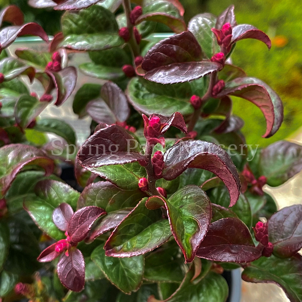 Leucothoe axillaris Twisting Red [Sz:100 mm]