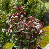 Leucothoe axillaris Twisting Red [Sz:100 mm]