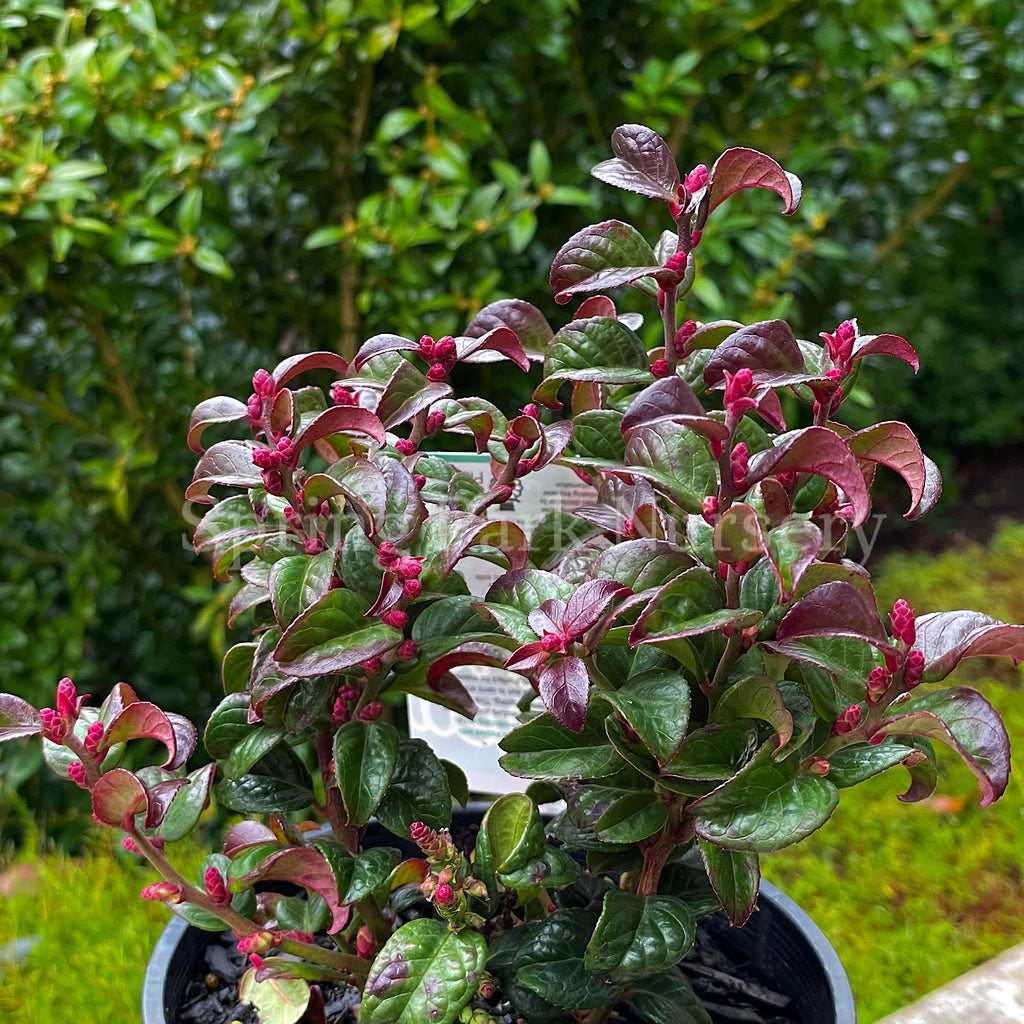 Leucothoe axillaris Twisting Red [Sz:100 mm]