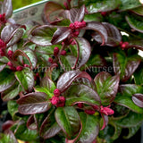 Leucothoe axillaris Twisting Red [Sz:100 mm]