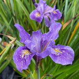 Pacific Coast Iris 'I'm Cute' [Sz:100 mm]