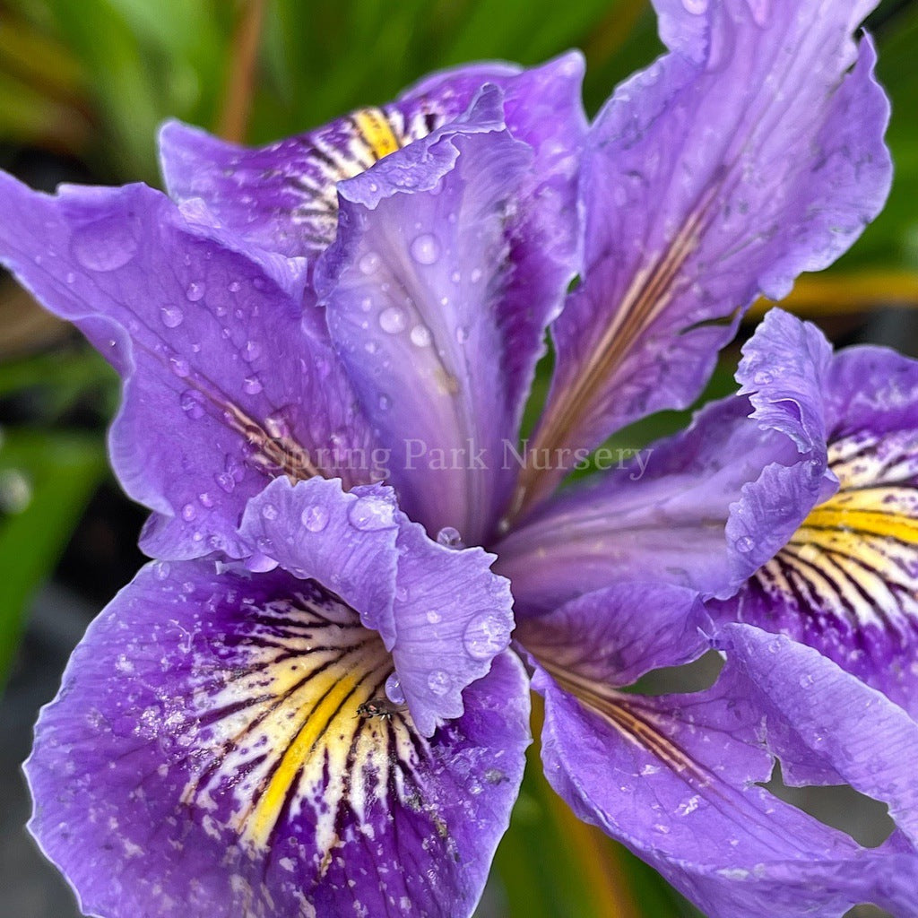 Pacific Coast Iris 'I'm Cute' [Sz:100 mm]