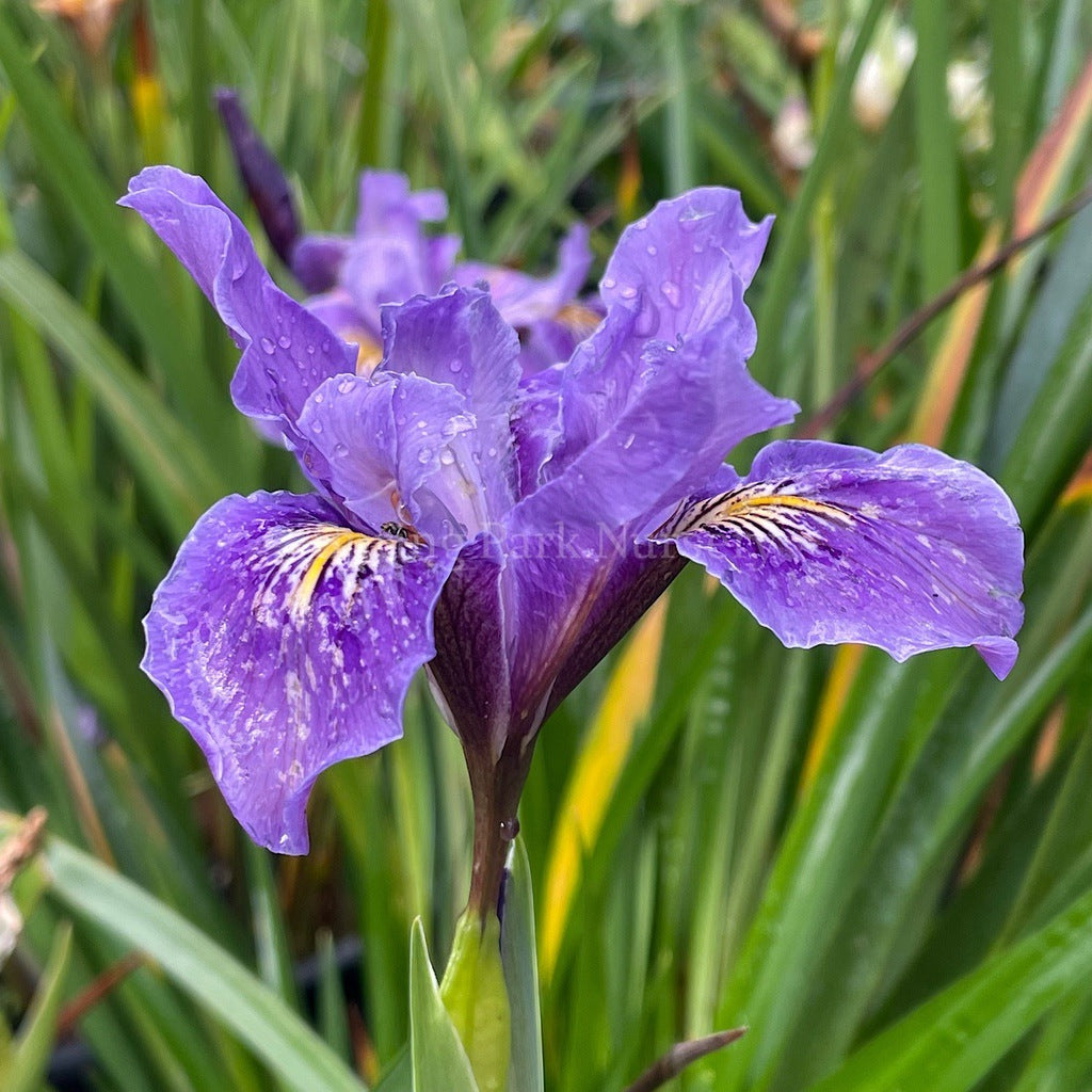 Pacific Coast Iris 'I'm Cute' [Sz:100 mm]