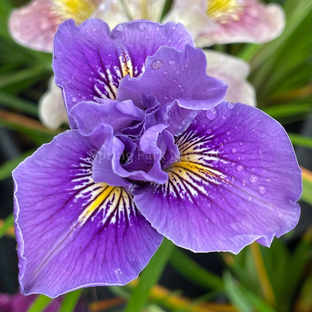 Pacific Coast Iris 'I'm Cute' [Sz:100 mm]