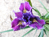 Pacific Coast Iris 'Purple Dream' [Sz:100 mm]