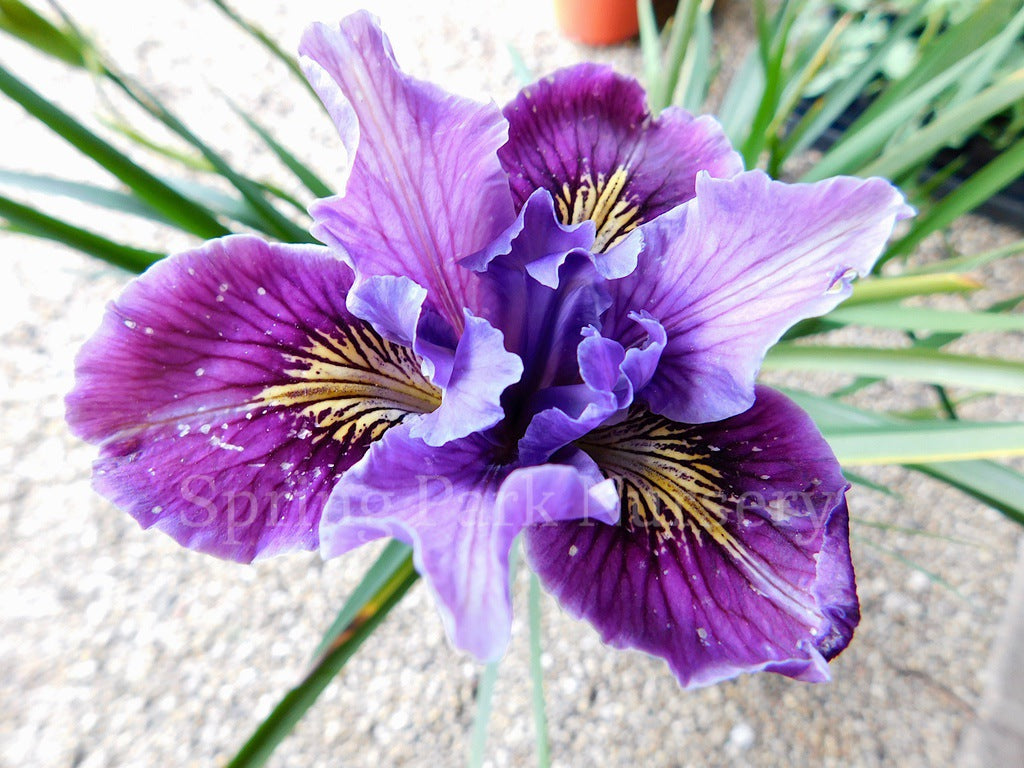 Pacific Coast Iris 'Purple Dream' [Sz:100 mm]