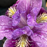 Pacific Coast Iris 'Purple Dream' [Sz:100 mm]