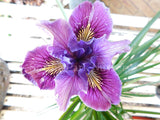 Pacific Coast Iris 'Purple Dream' [Sz:100 mm]