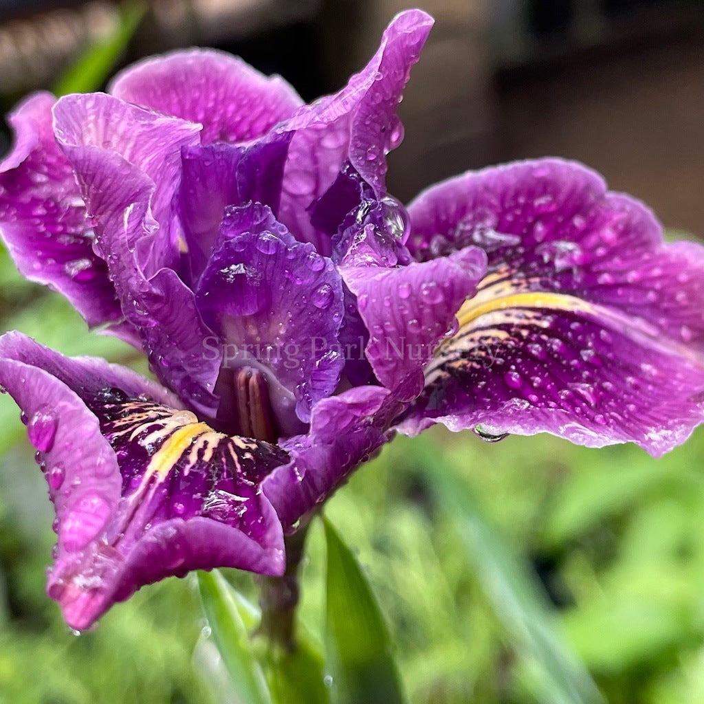 Pacific Coast Iris 'Purple Dream' [Sz:100 mm]