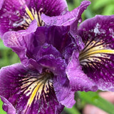 Pacific Coast Iris 'Purple Dream' [Sz:100 mm]