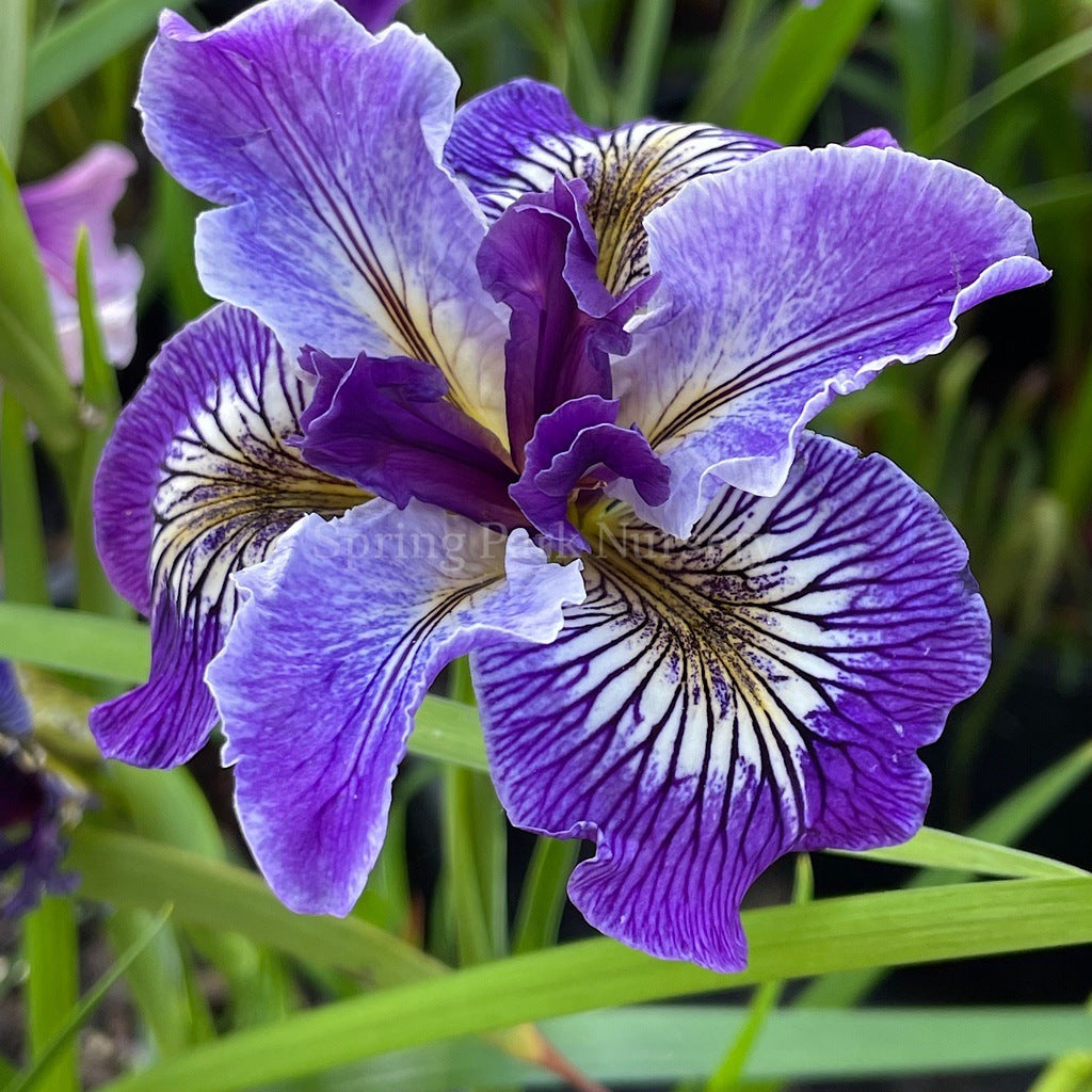 Pacific Coast Iris 'Ursula' [Sz:100 mm]