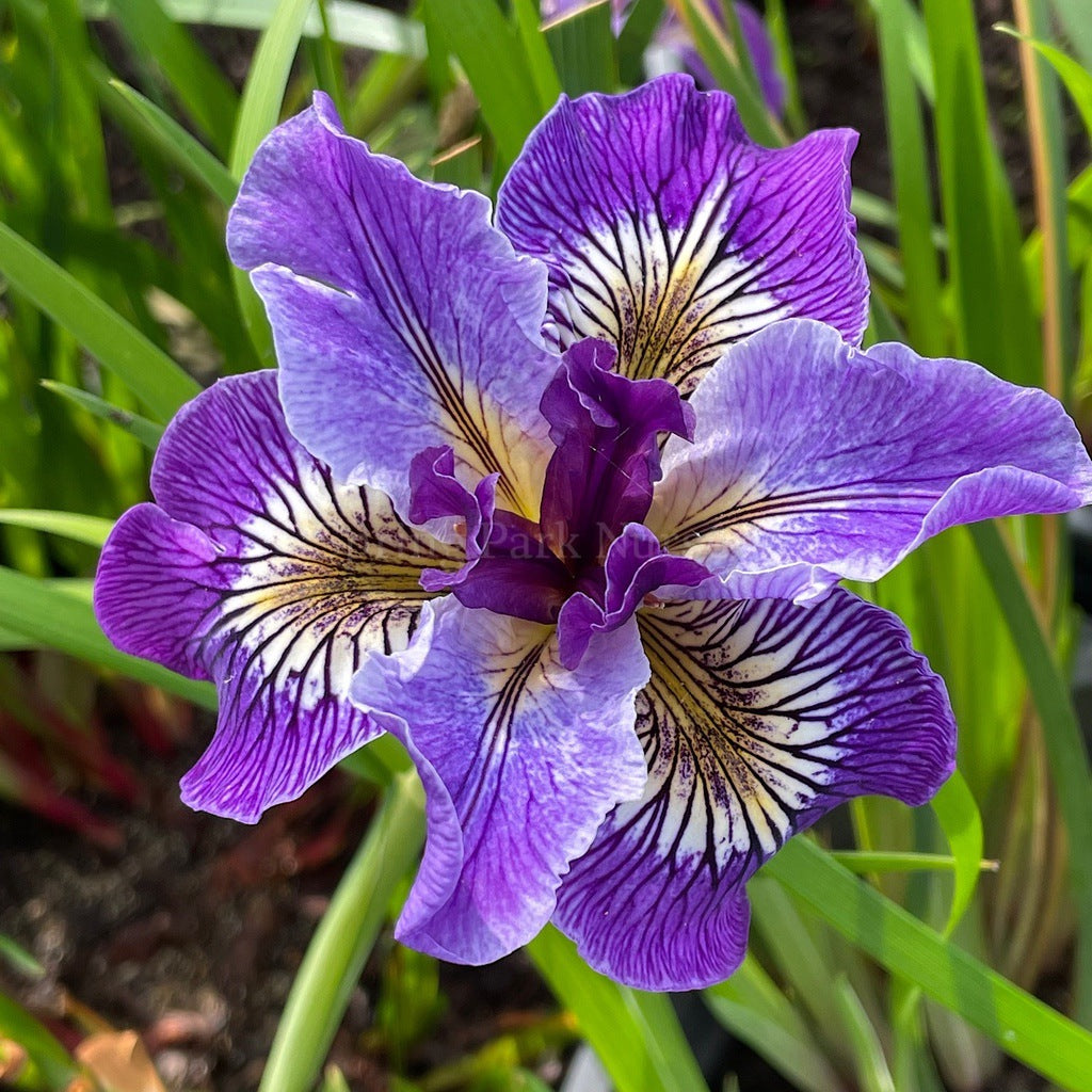 Pacific Coast Iris 'Ursula' [Sz:100 mm]