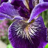 Pacific Coast Iris 'Ursula' [Sz:100 mm]