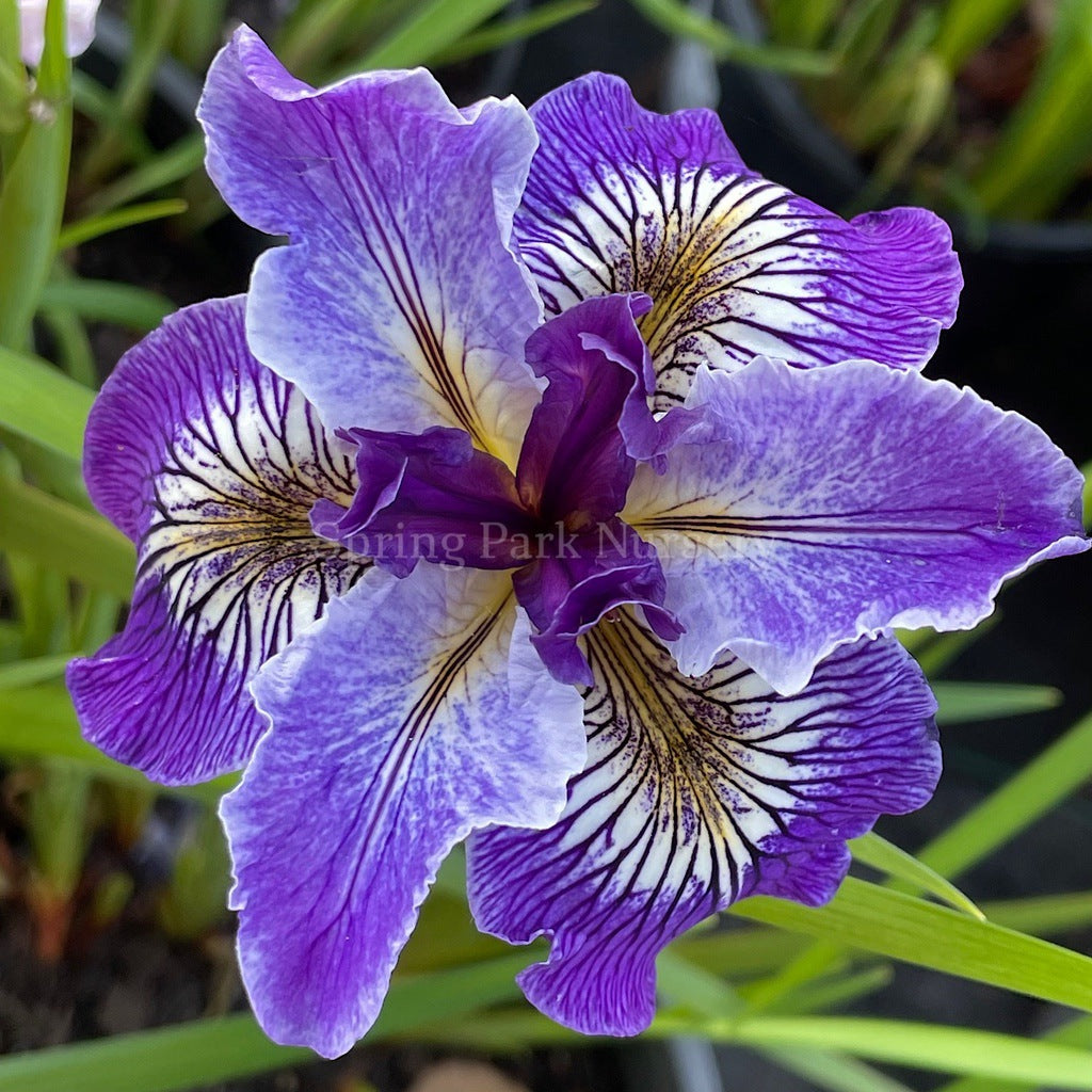 Pacific Coast Iris 'Ursula' [Sz:100 mm]