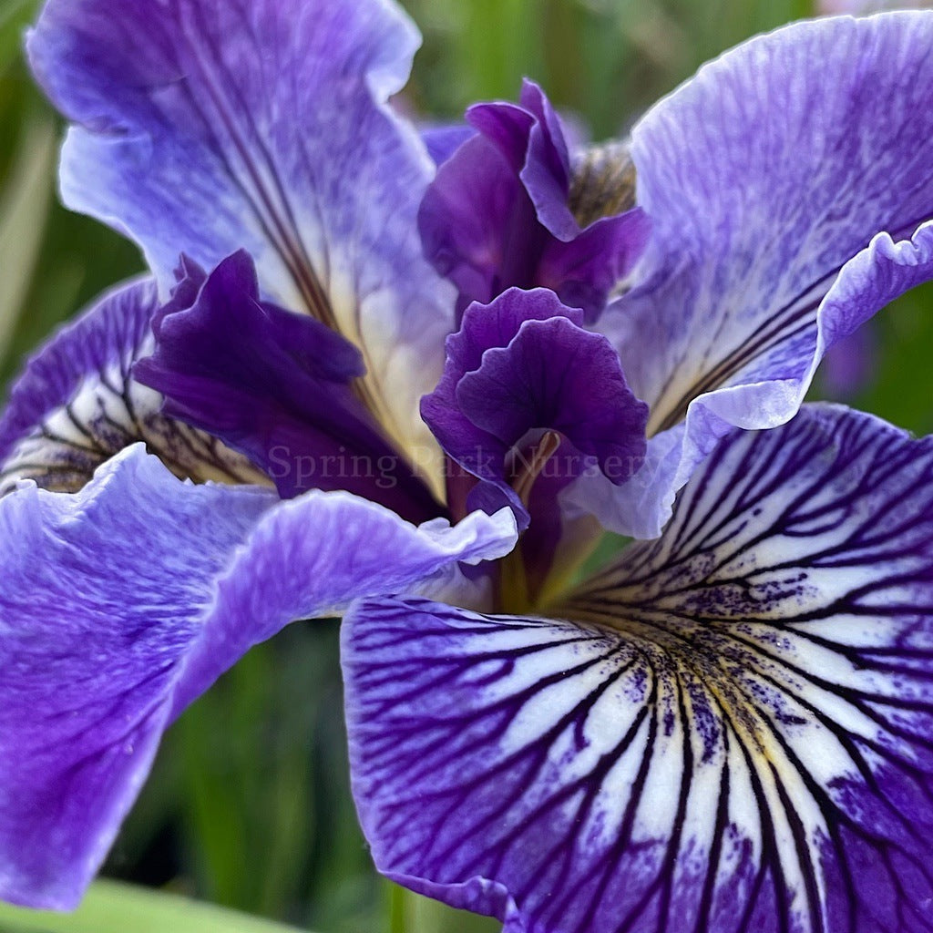 Pacific Coast Iris 'Ursula' [Sz:100 mm]