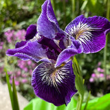 Pacific Coast Iris 'Ursula' [Sz:100 mm]