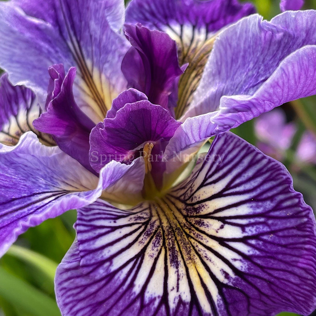 Pacific Coast Iris 'Ursula' [Sz:100 mm]