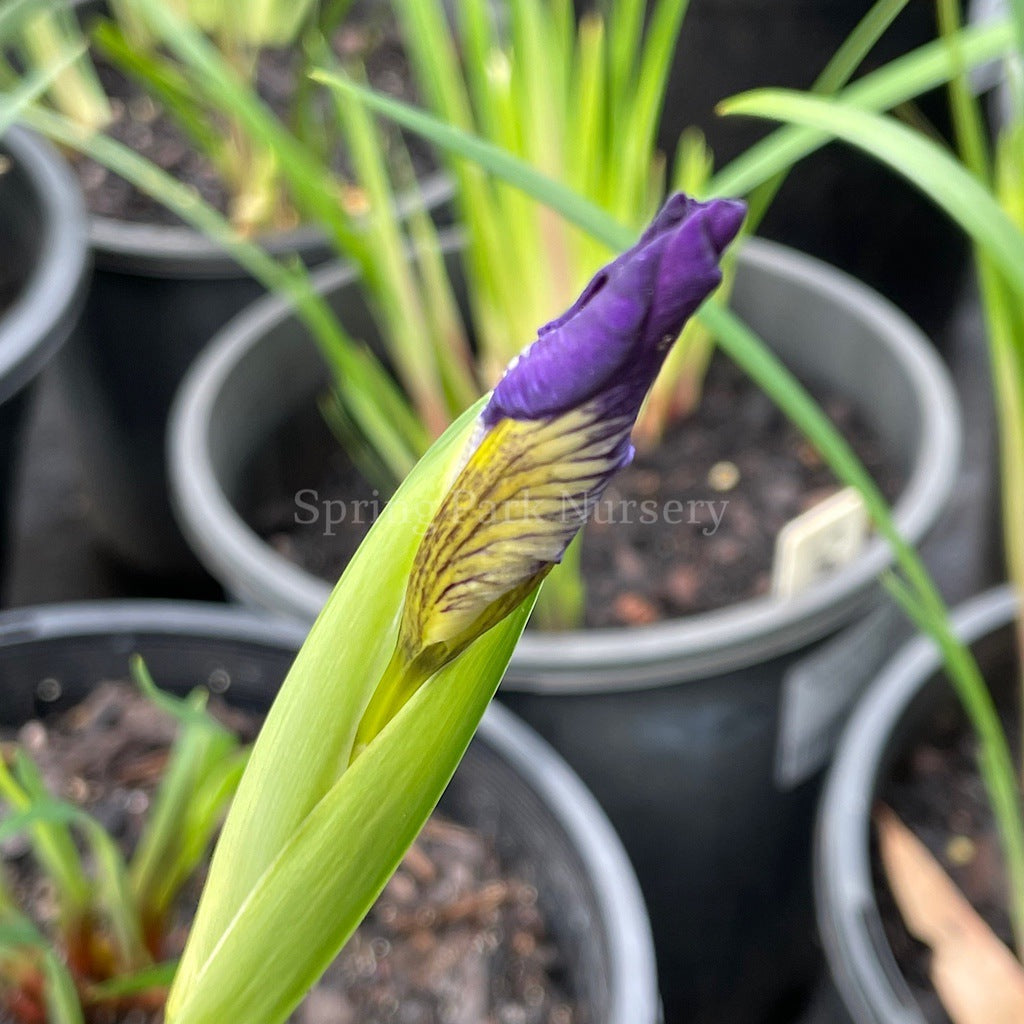 Pacific Coast Iris 'Ursula' [Sz:100 mm]