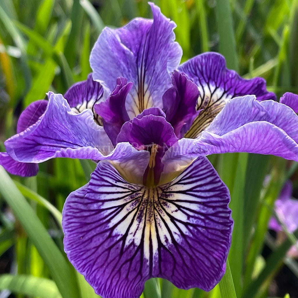 Pacific Coast Iris 'Ursula' [Sz:100 mm]