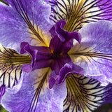 Pacific Coast Iris 'Ursula' [Sz:100 mm]