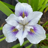 Pacific Coast Iris 'Seascape' [Sz:100 mm]