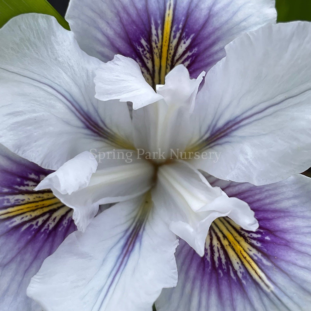 Pacific Coast Iris 'Seascape' [Sz:100 mm]