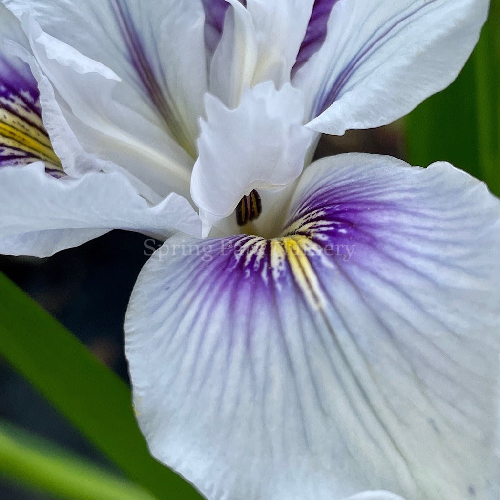 Pacific Coast Iris 'Seascape' [Sz:100 mm]