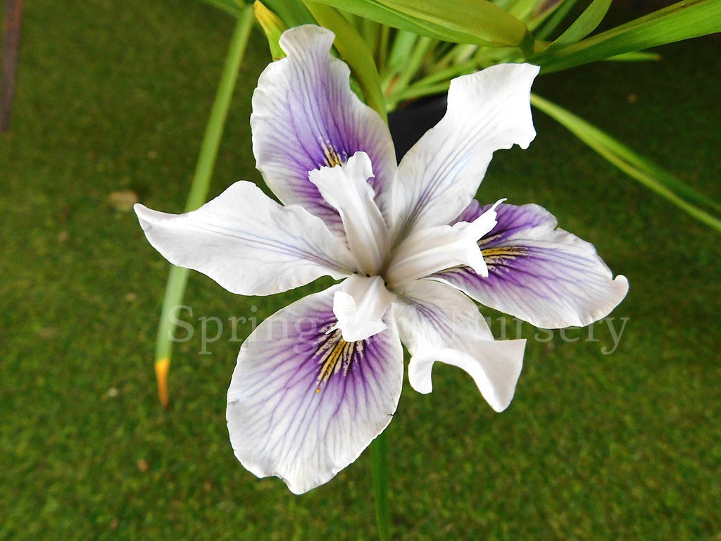 Pacific Coast Iris 'Seascape' [Sz:100 mm]