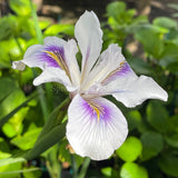 Pacific Coast Iris 'Seascape' [Sz:100 mm]