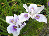 Pacific Coast Iris 'Seascape' [Sz:100 mm]