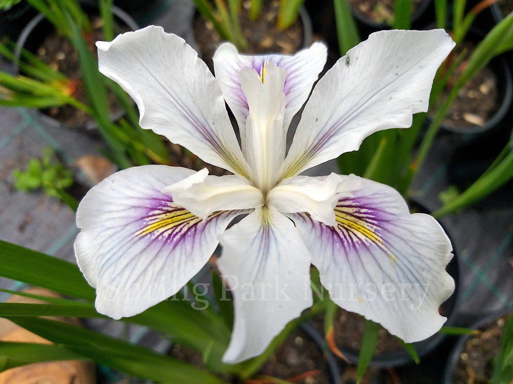 Pacific Coast Iris 'Seascape' [Sz:100 mm]