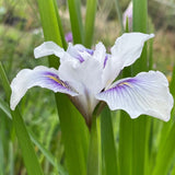 Pacific Coast Iris 'Seascape' [Sz:100 mm]