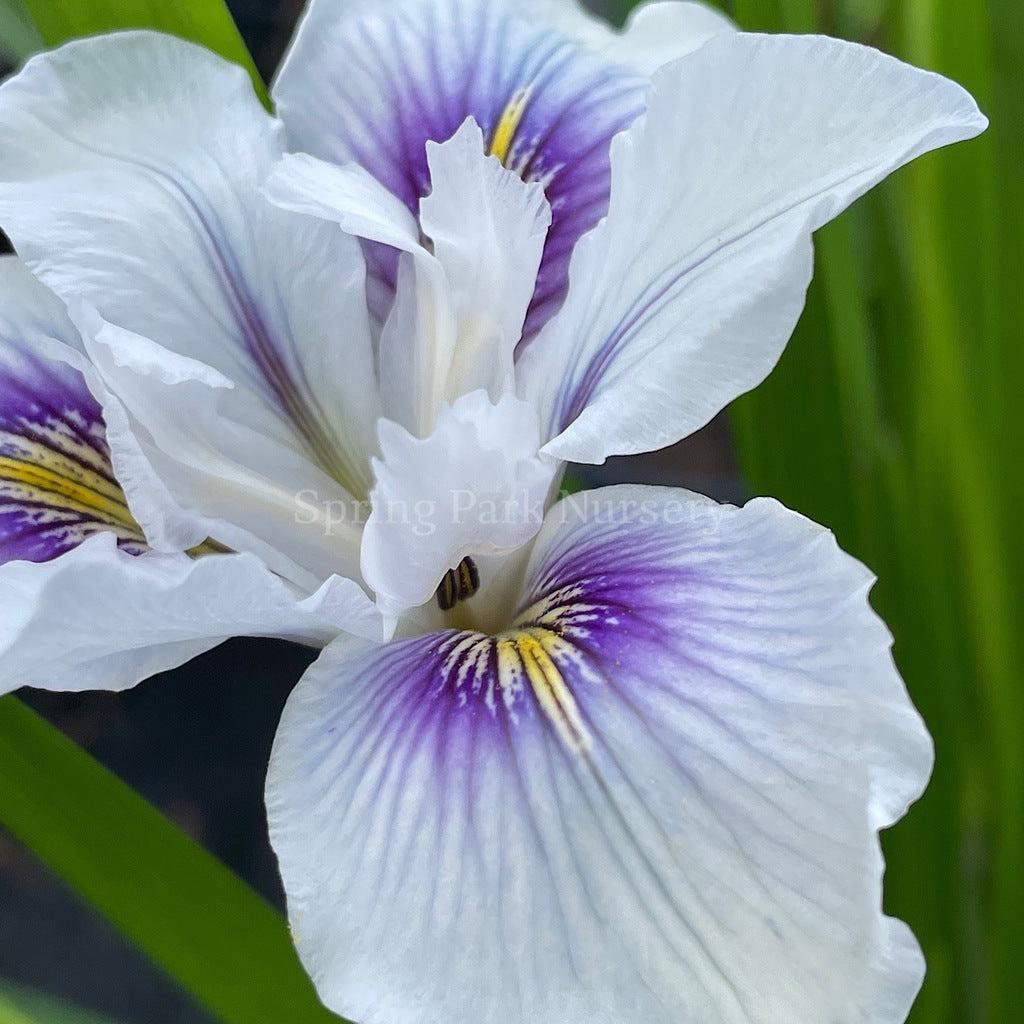 Pacific Coast Iris 'Seascape' [Sz:100 mm]