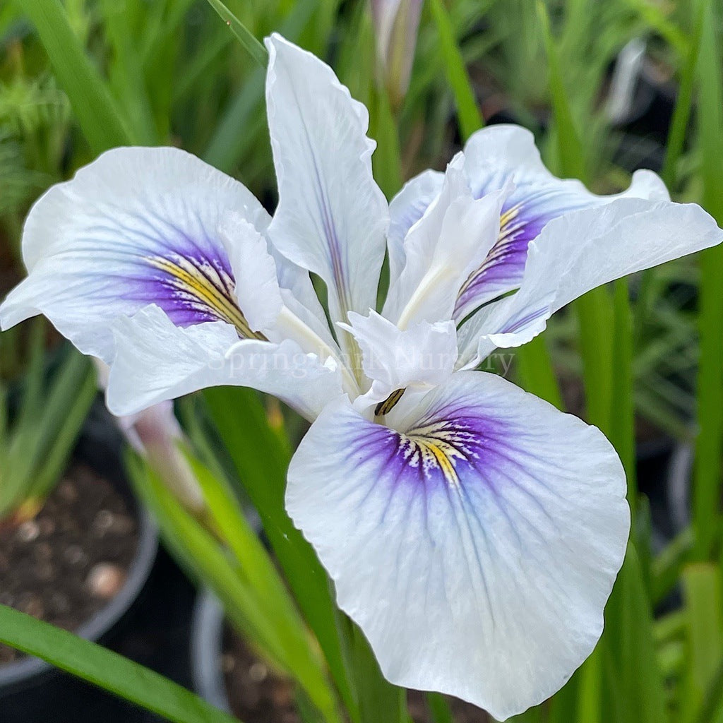 Pacific Coast Iris 'Seascape' [Sz:100 mm]