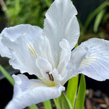 Pacific Coast Iris 'Flotilla' [Sz:100 mm]