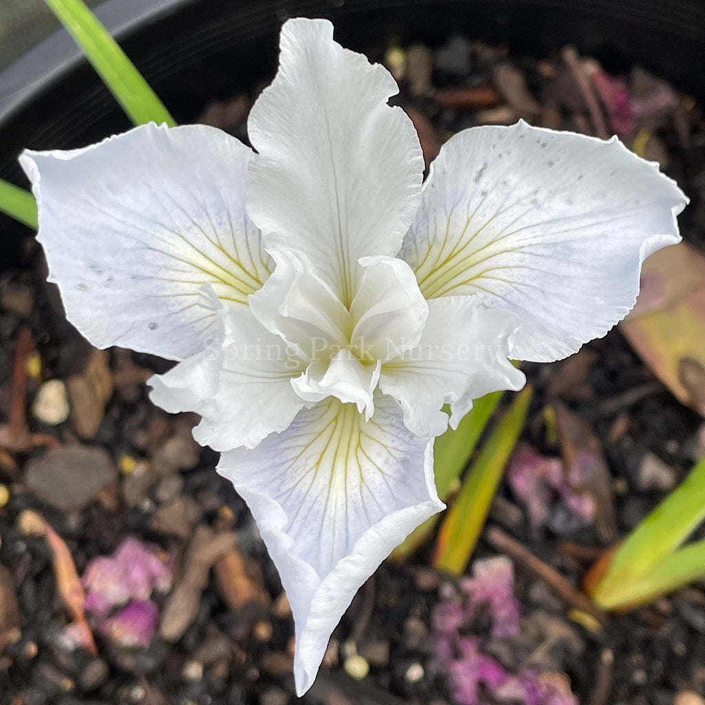 Pacific Coast Iris 'Flotilla' [Sz:100 mm]