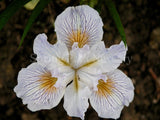 Pacific Coast Iris 'Flotilla' [Sz:100 mm]