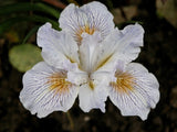 Pacific Coast Iris 'Flotilla' [Sz:100 mm]