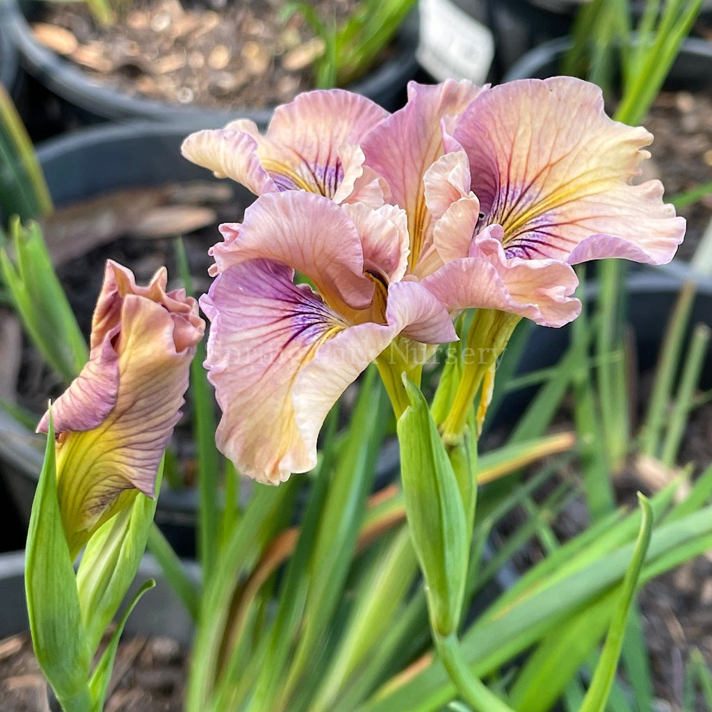 Pacific Coast Iris 'Yesteryear' [Sz:100 mm]