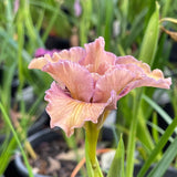 Pacific Coast Iris 'Yesteryear' [Sz:100 mm]