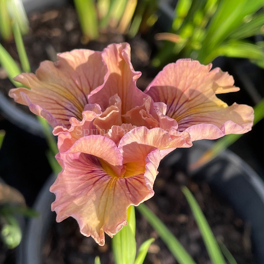 Pacific Coast Iris 'Yesteryear' [Sz:100 mm]