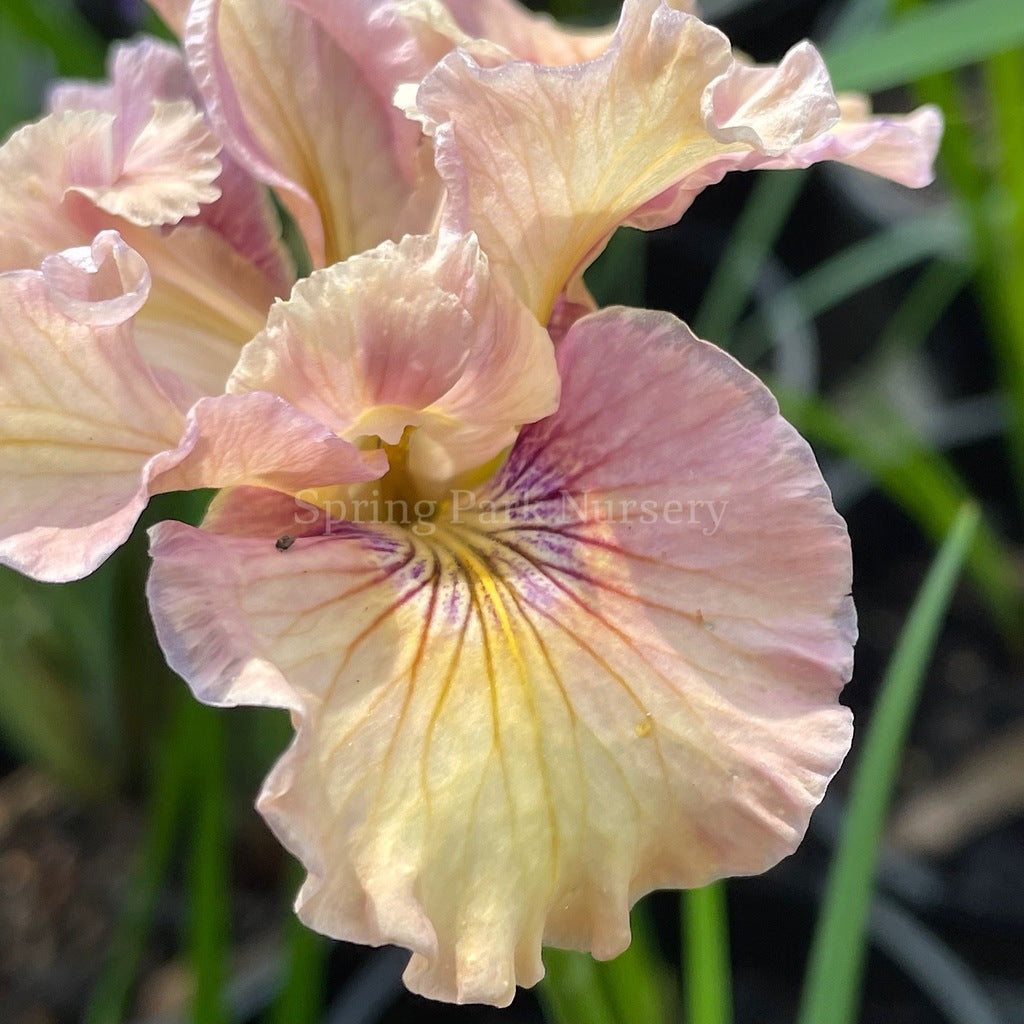 Pacific Coast Iris 'Yesteryear' [Sz:100 mm]