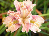 Pacific Coast Iris 'Yesteryear' [Sz:100 mm]