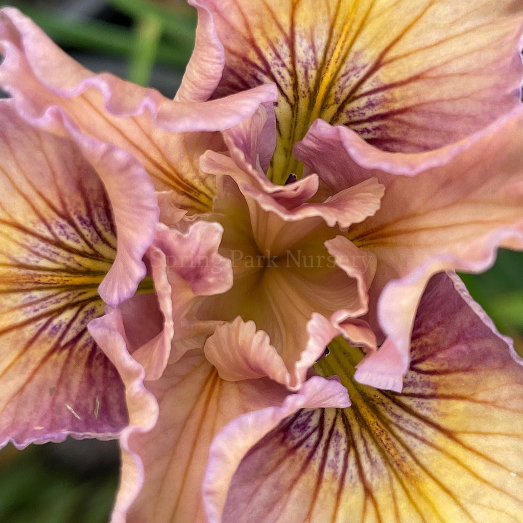 Pacific Coast Iris 'Yesteryear' [Sz:100 mm]