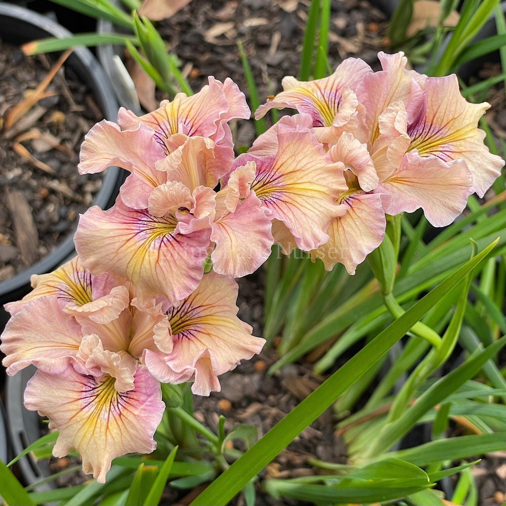 Pacific Coast Iris 'Yesteryear' [Sz:100 mm]