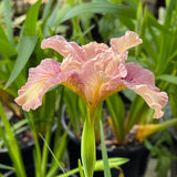 Pacific Coast Iris 'Yesteryear' [Sz:100 mm]