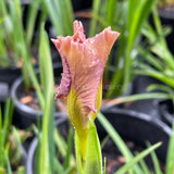 Pacific Coast Iris 'Yesteryear' [Sz:100 mm]