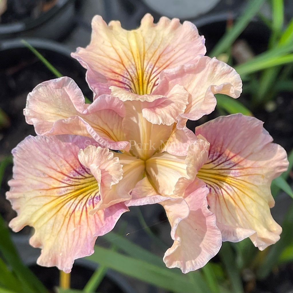 Pacific Coast Iris 'Yesteryear' [Sz:100 mm]