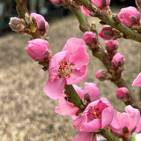 Miniature Nectarine 'Nectazee' [Sz:14 L Country Pot]