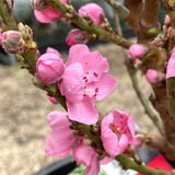 Miniature Nectarine 'Nectazee' [Sz:14 L Country Pot]